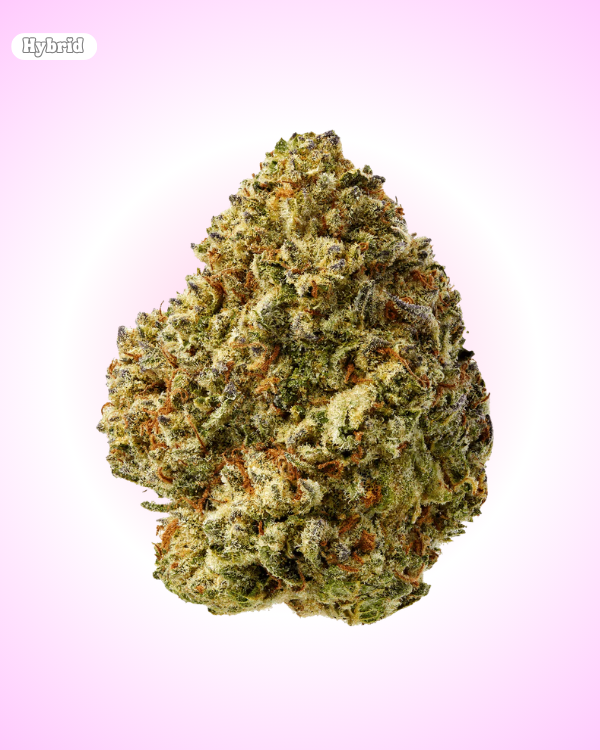 Cereal Milk - Sativa
