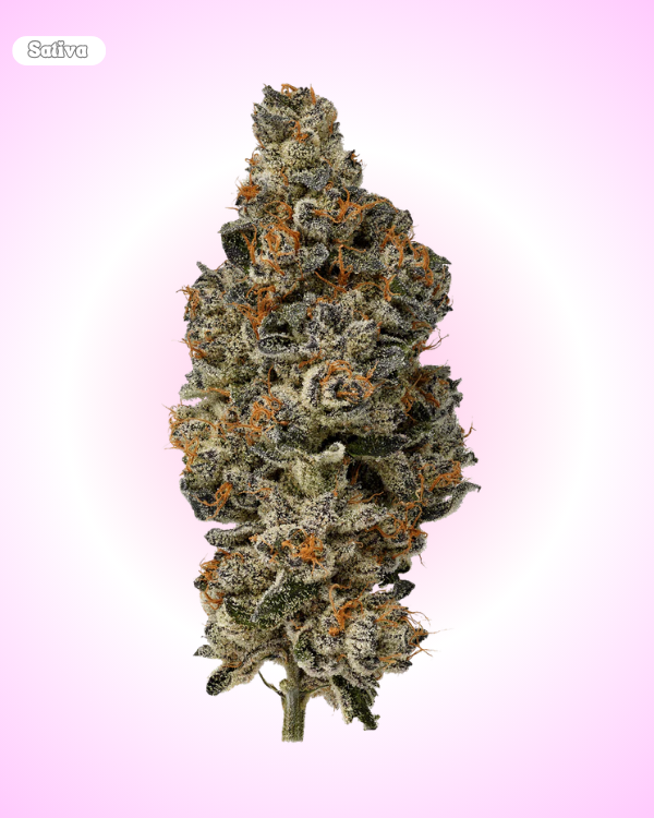Glitterati- Indica