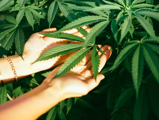 THC vs THCA: The Difference and Why It Matters