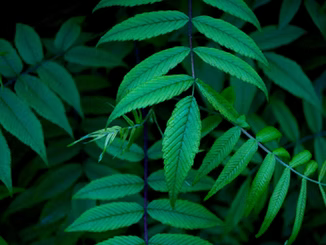 Does THCA Get You High? The Truth About This Cannabis Compound