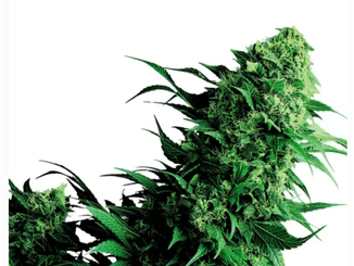 Sativa vs Indica Difference: Finding the Right Cannabis For Your Vibe