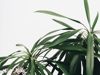 What is THCP? The Potent New Cannabinoid On The Block