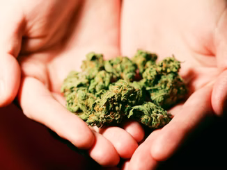 Microdosing Cannabis: A Beginner’s Guide to Better Mood, Focus & Balance