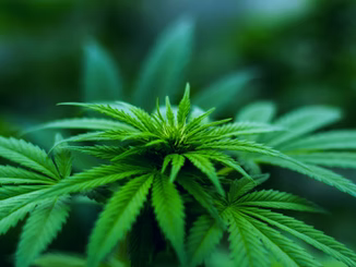 What is THCA? Effects and Benefits