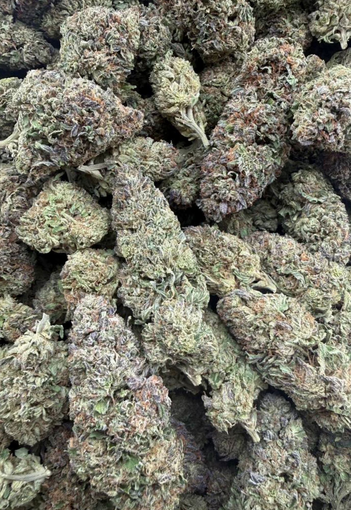 Mango Dream
