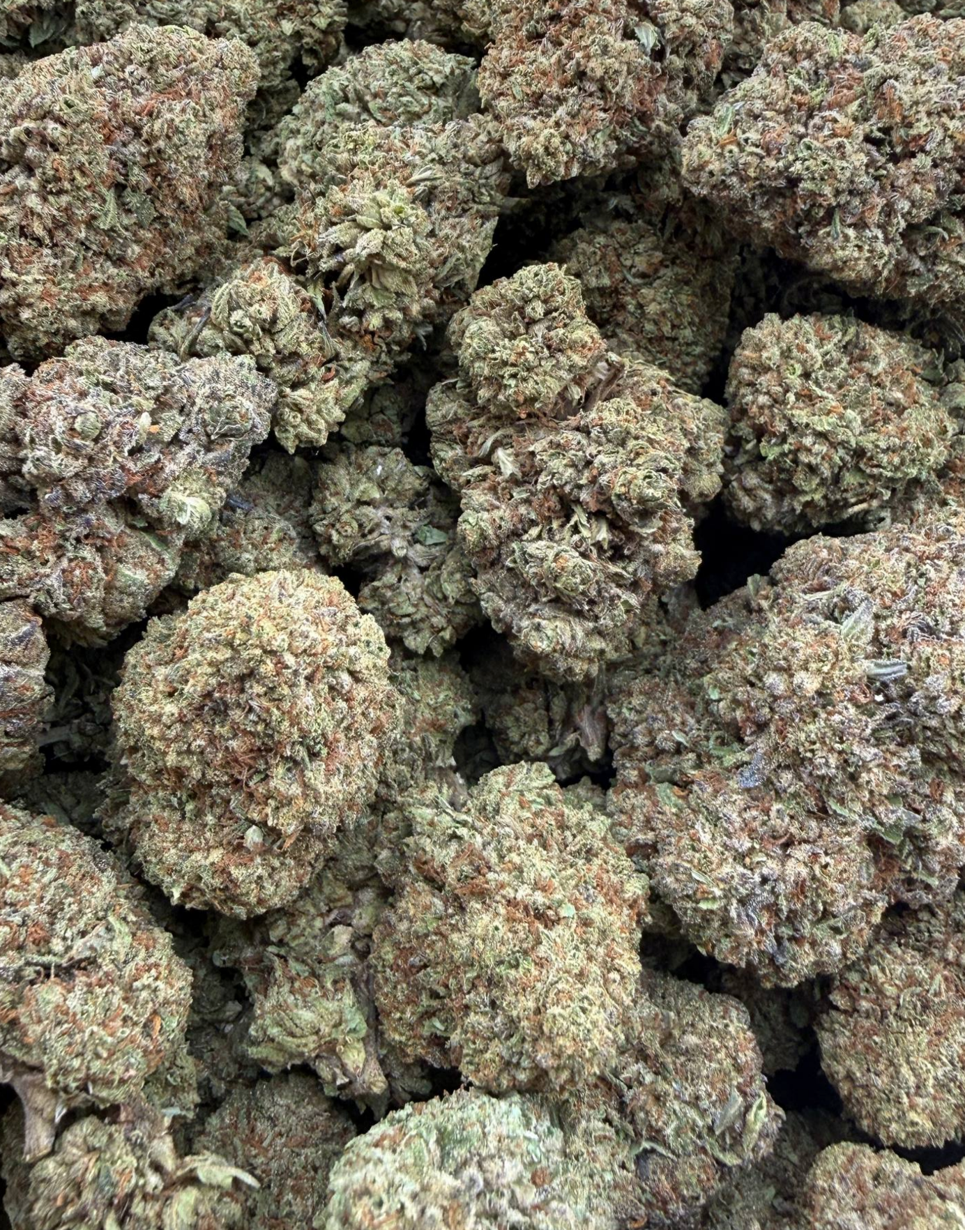 Northern Lights