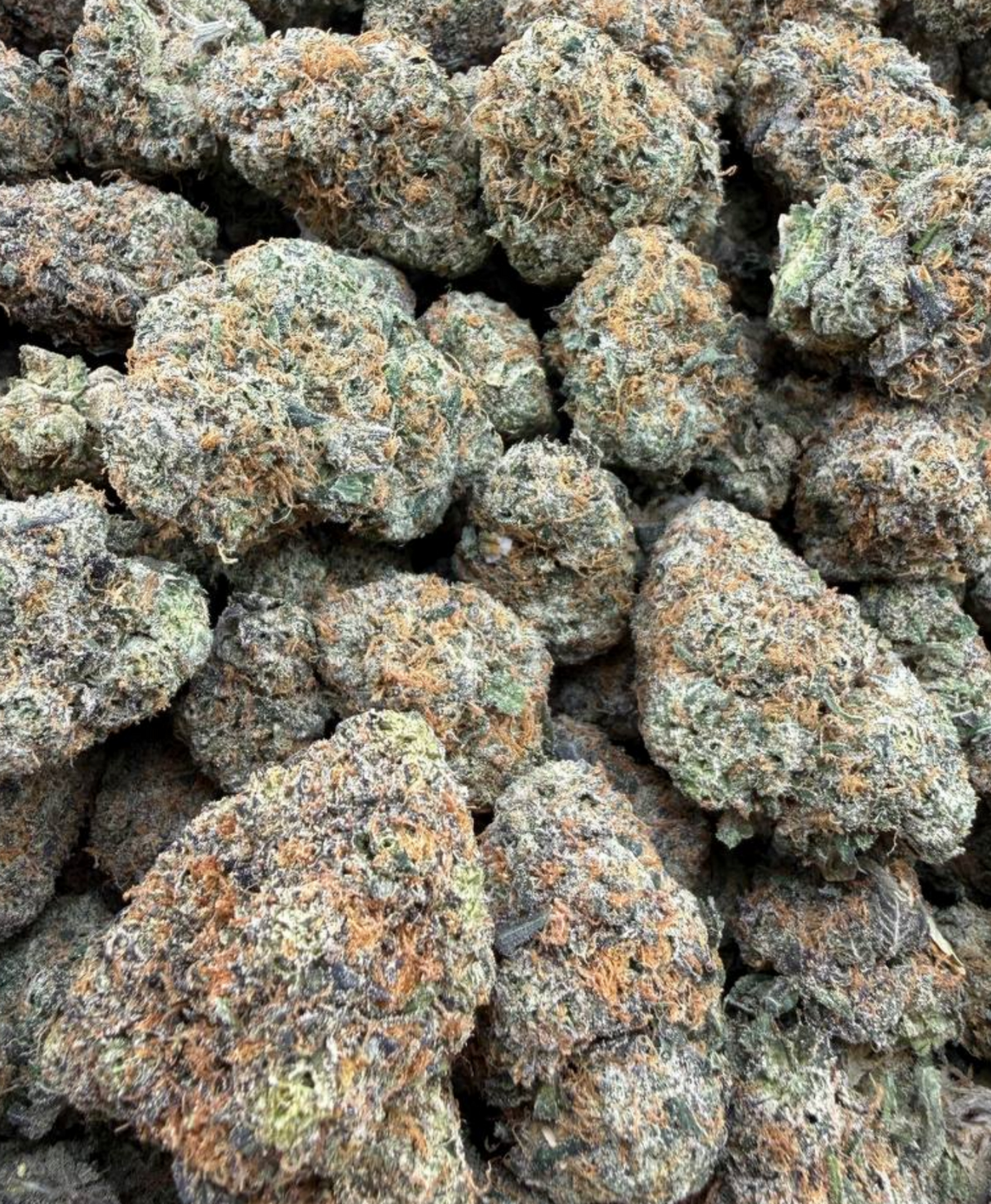 Chocolope
